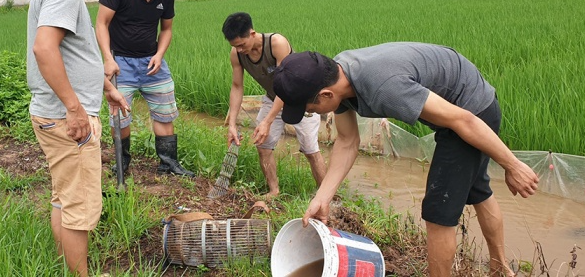 Tại làng Canh Nậu (Thạch Thất, Hà Nội), người dân dùng biện pháp đánh bẫy cạm và soi đèn pin bắt chuột vào buổi tối. Ảnh: Dân Việt