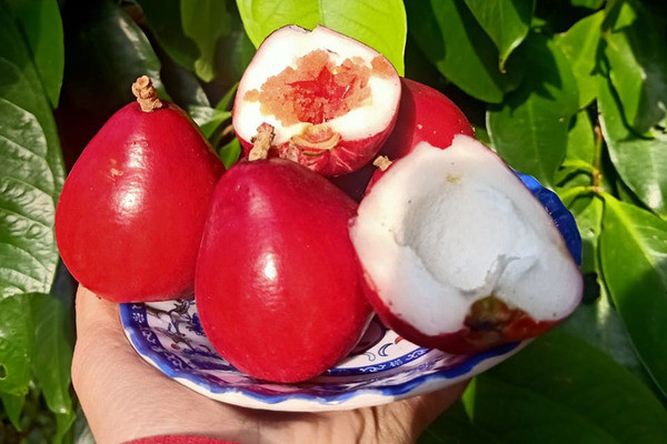 Quả mận điều đỏ rất giống quả roi nhưng thịt xốp và mềm, có mùi thơm đặc trưng. Ảnh: Vietnamnet
