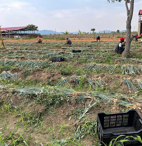 Nhờ chăm sóc đúng kỹ thuật nên những củ hành đều rất to, không bị úng nước hay sâu hại.