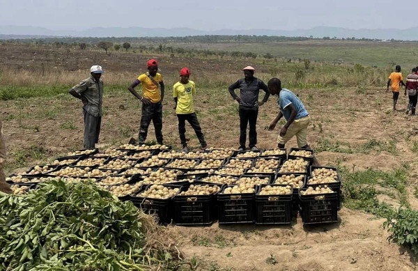 Khoai tây lứa đầu tiên cho củ to, gấp 3, 4 lần ở Việt Nam.