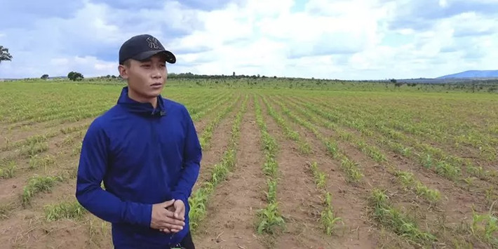 Trên kênh YouTube mới đây, Quang Linh khoe thành quả sau nhiều tháng vất vả. Qua ảnh có thể thấy, mảnh đất cằn cỗi trước đây được thay bằng luống ngô xanh mướt.