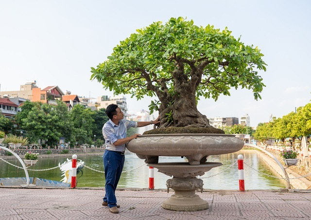 Do được trồng trong chậu từ nhỏ nên ngoại hình cây khá lùn. Ảnh: ĐSPL