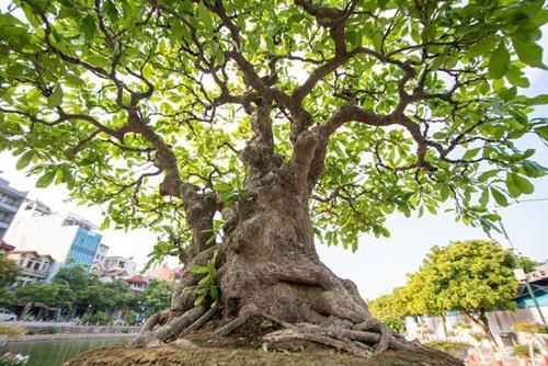Chia sẻ trên Dân trí, ông Phùng Tình cho biết, nhiều vị khách không quản ngại đường xa, từ khắp các tỉnh thành đổ về đòi mua cây nhưng ông quyết giữ không bán. Ảnh: ĐSPL