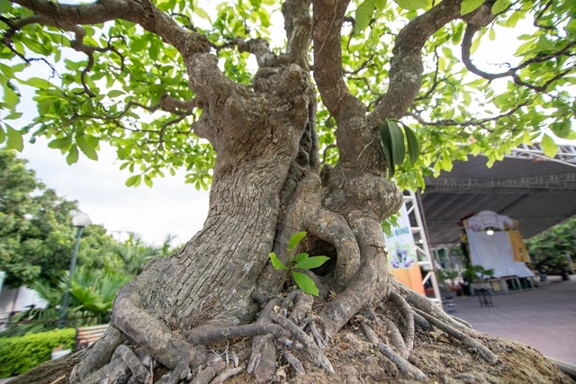 Cây lộc vừng có 5 thân nên giới chơi sinh vật cảnh hay gọi là ngũ phúc. Ảnh: Dân trí