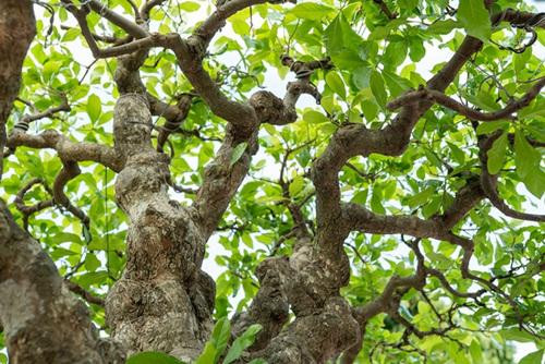 Cây có tuổi đời hàng trăm năm, cao 1,5 mét, tán rộng 2 mét và nặng gần 1 tấn. Ảnh: ĐSPL