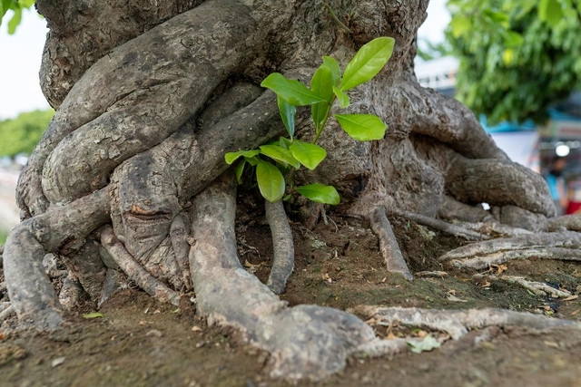 Bộ rễ cây được đánh giá thuộc hàng cực phẩm. Ảnh: Dân trí
