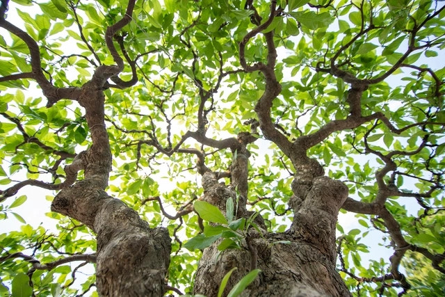 Bộ tay cành được cắt tỉa, uốn công phu, tỉ mỉ và mang đậm dấu ấn của thời gian. Ảnh: Dân trí