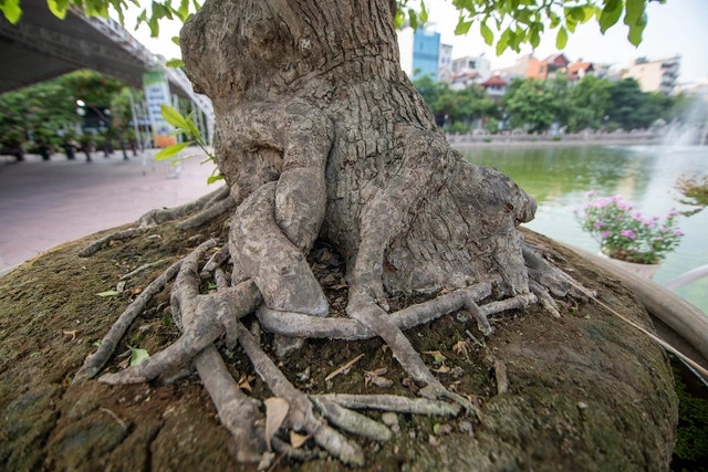 Theo tiết lộ, cây lộc vừng ngũ phúc này được định giá lên tới 1 tỷ đồng. Ảnh: ĐSPL