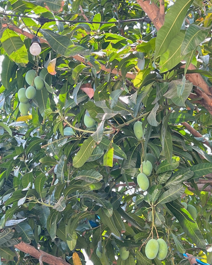 Ngoài rau, Hà Tăng còn trồng cây ăn quả, nổi bật nhất là cây xoài sai trĩu quả. Ảnh: FBNV