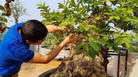 Cây ổi có đường kính khoảng 60 cm, chiều cao khoảng 1,5m, thân cây cao khoảng 1 m. Ảnh: Nông nghiệp