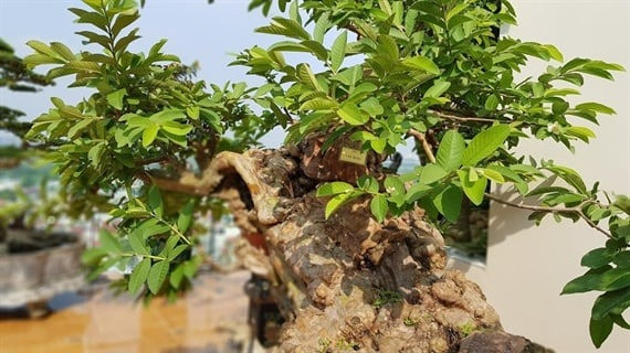 Từ gốc cho tới hết thân cây có nhiều các nốt sần, u xoắn, nhiều hang hốc toát lên vẻ già nua, cổ kính. Ảnh: Nông nghiệp