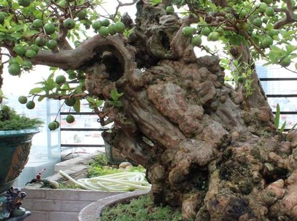 Mang dáng thế "Bạt phong", toàn thân cây nổi lên các nốt sần, u, hốc... trông rất cổ kính. Ảnh: Dân Việt