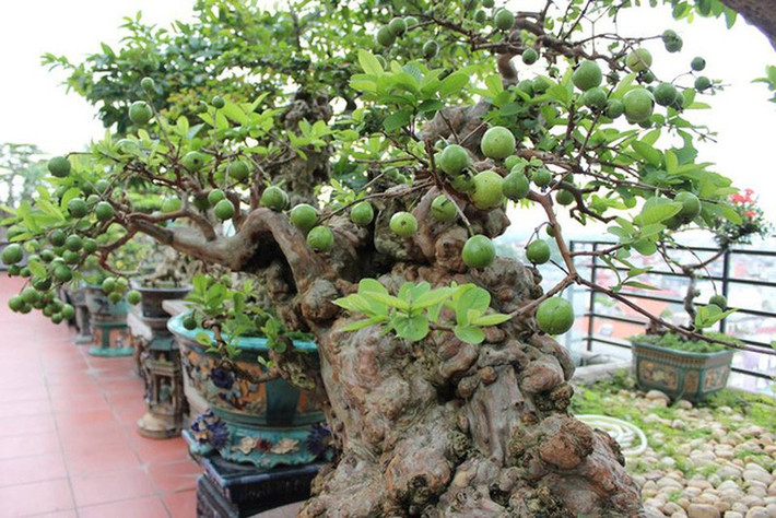 Trên các cành nhỏ, lá vẫn xanh tốt và điểm thêm hàng chục quả ổi. Ảnh: Người đưa tin