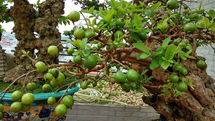 Dù có hình dạng, vẻ bề ngoài già nua, sần sùi, cổ kính, song cây ổi quý vẫn toát lên vẻ khỏe khoắn đầy sự sống. Trên thân cây vẫn đâm chồi, nảy lộc. Ảnh: Dân Việt
