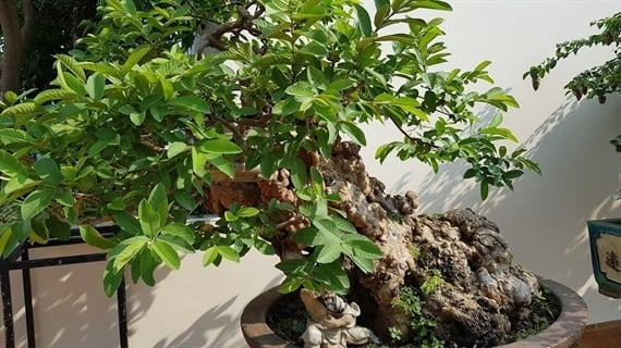 Cây ổi 300 tuổi trồng trong một chậu to, kê cao. Ảnh: Nông nghiệp
