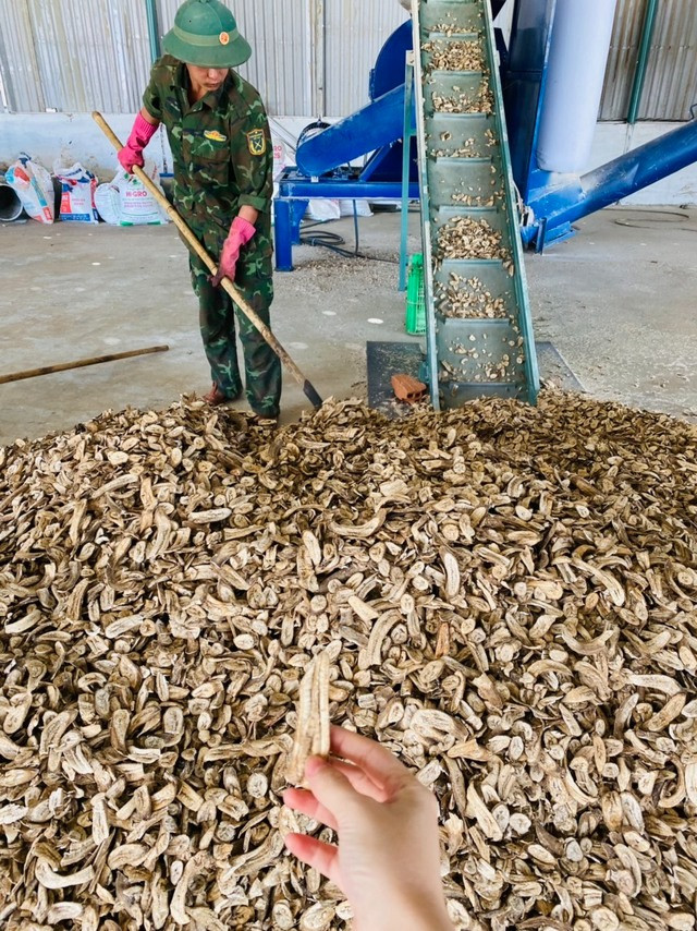 Phần chuối thải còn lại sẽ được tận dụng tiếp làm bột chuối với quy trình cạo vỏ, cắt, phơi khô vào sau đó nghiền thành bột. Ảnh: HAGL
