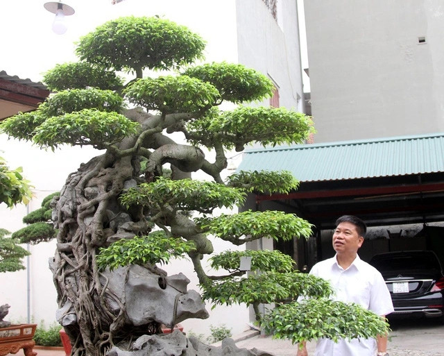 Trong khoảng thời gian chưa đầy 10 năm, đại gia Toàn "đô la" đã bỏ ra hàng trăm tỷ đồng để chơi cây. Ảnh: Dân trí