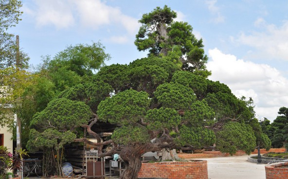 Nhiều cây có giá đến gần triệu đô. Ảnh: ĐSPL