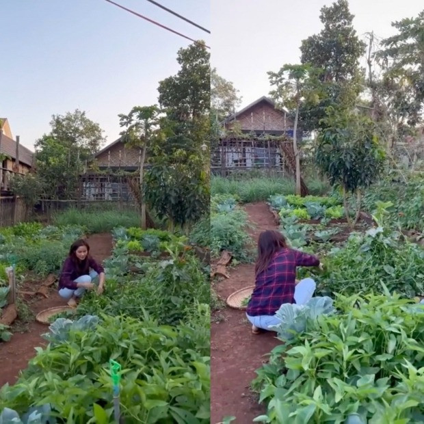 Không chỉ khen ngợi sự giản dị và siêng năng của H'Hen Niê, khán giả còn thích thú trước khu vườn ngập rau xanh của gia đình H'Hen Niê.