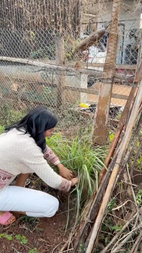 Ngoài các loại cây ăn quả như xoài, chôm chôm, sầu riêng,... bố mẹ H'Hen Niê còn trồng các loại rau xanh và củ quả nhằm phục vụ nhu cầu ăn uống hàng ngày. Có cả các loại gia vị như sả, ớt...