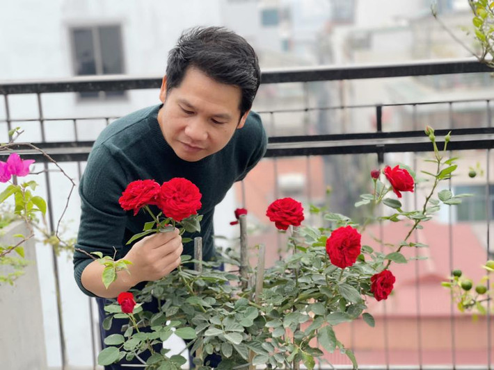 Hoa hồng nở rực rỡ trên sân thượng.