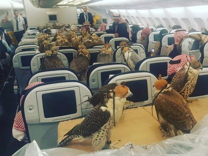 Lufthansa - một hãng hàng không Đức còn thiết kế cả một khoang riêng trên máy bay cho chim ưng. Ảnh: BI