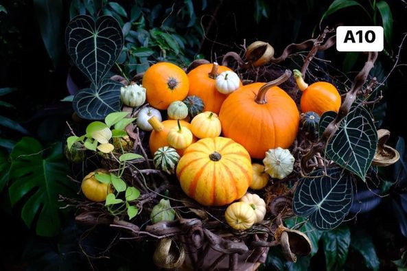 Không chỉ giới trẻ, nhiều gia đình cũng chuộng trưng bày những món đồ trang trí Halloween rực rỡ trong nhà. Ảnh: FB Mai Phương Phạm