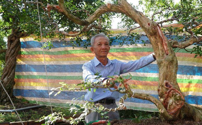 Về cơ duyên trồng nguyệt quế, ông Sanh cho biết, năm 1987 ông sang nhà hàng xóm chơi và xin hạt giống về trồng. Kể từ đó, ông chăm sóc cây rất chu đáo, tỉ mỉ uốn dáng từ khi cây còn bé xíu. Ảnh: Bestie