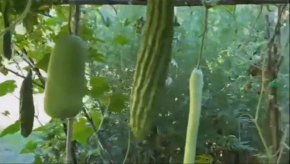 Chế Linh từng chia sẻ video giới thiệu vườn rộng trĩu quả lên mạng xã hội khiến nhiều khán giả xuýt xoa. Ảnh chụp màn hình