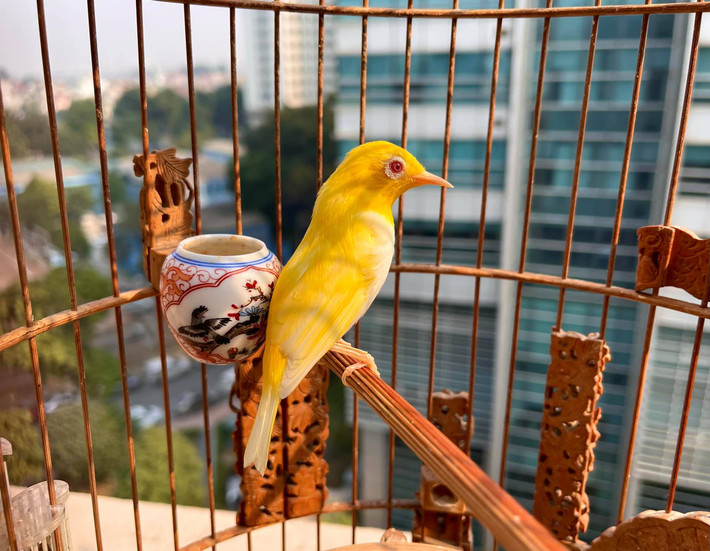 Chim hoàng khuyên được mệnh danh là “vua của các loài chim” bởi sở hữu vẻ ngoài lộng lẫy, toát lên khí chất vương giả nhờ bộ lông vàng đẹp mắt. Ảnh: FB Chương Tailor