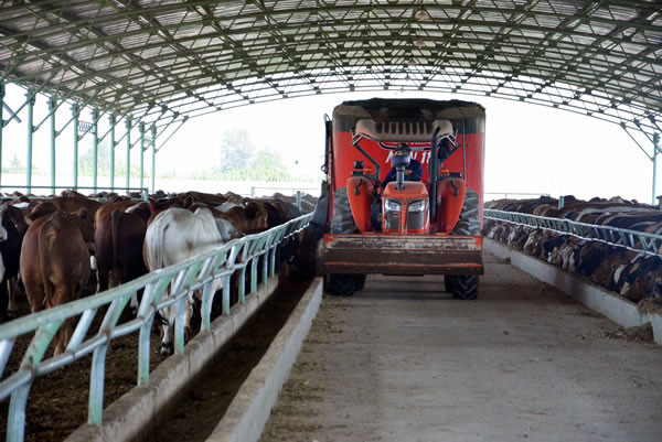 Hoàng Anh Gia Lai hiện có trong tay quỹ đất lên tới hơn 100.000 ha tại ba nước Việt Nam, Lào và Myanmar, rất thuận lợi để chăn nuôi đàn gia súc lớn. Không chỉ vậy, doanh nghiệp này còn đang sản xuất 5.000 ha bắp, hàng chục ngàn ha cọ dầu, mía nên bầu Đức cho biết, doanh nghiệp có thể phát triển đàn bò lên tới 300.000 con chứ không dừng ở con số trên 200.000 con.