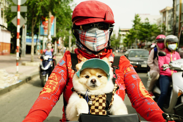 Thú cưng cũng cần được chống nắng.