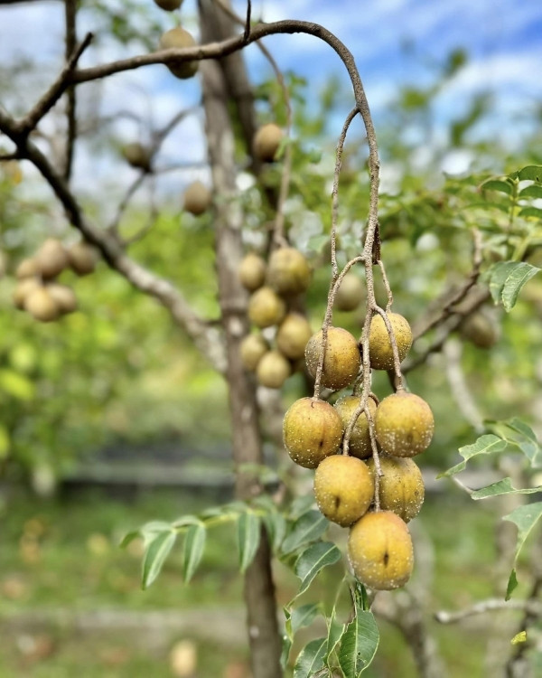 Các loại cây trái sai trĩu trịt trông thích mắt.