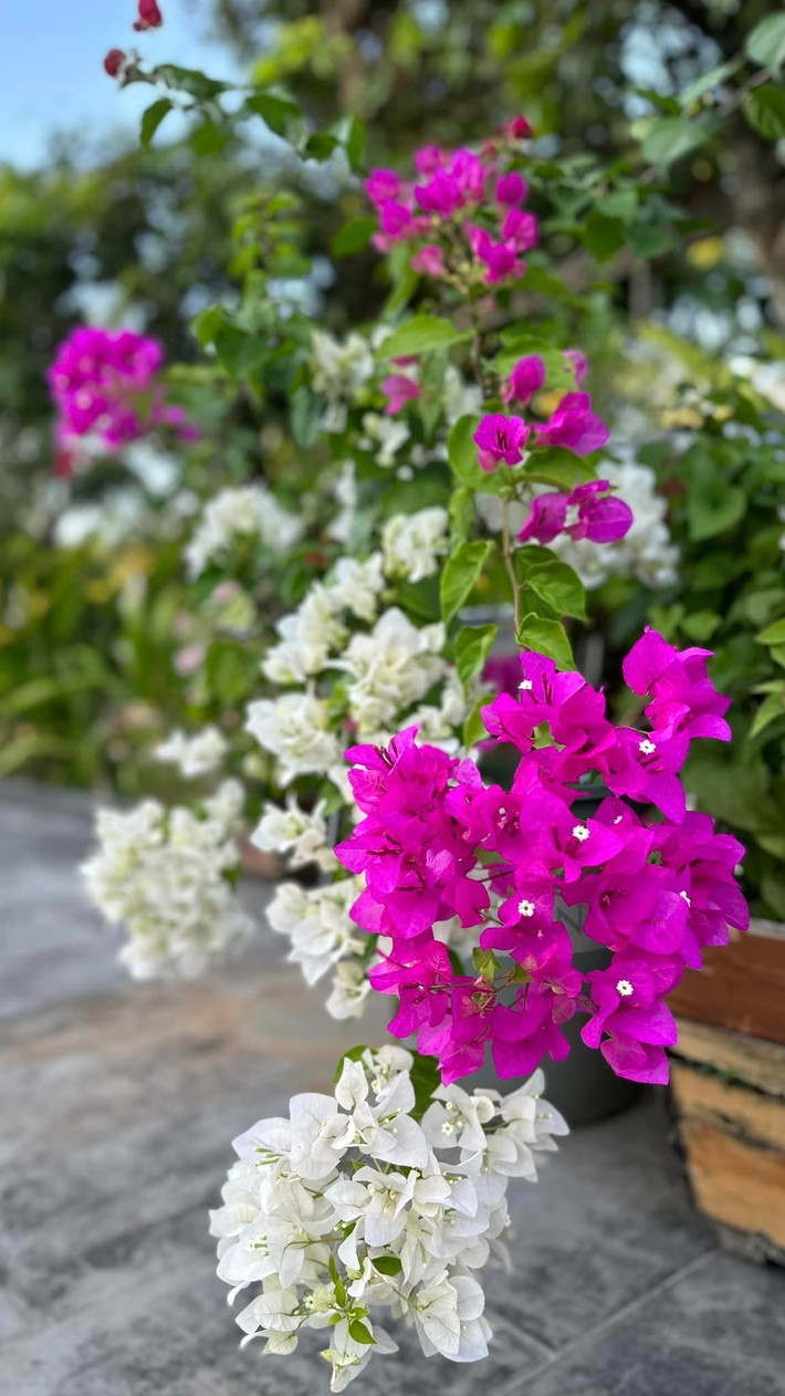 Đó là khu vườn rộng rãi, ngập tràn hoa tươi và cây ăn quả.