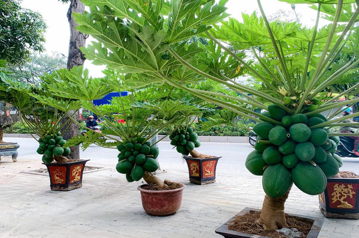 Đu đủ bonsai có chiều cao khoảng 1 mét. Khi cây lớn lên phải cắt, tỉa và uốn cây để có dáng thế đẹp. Ảnh: Kinhtedothi