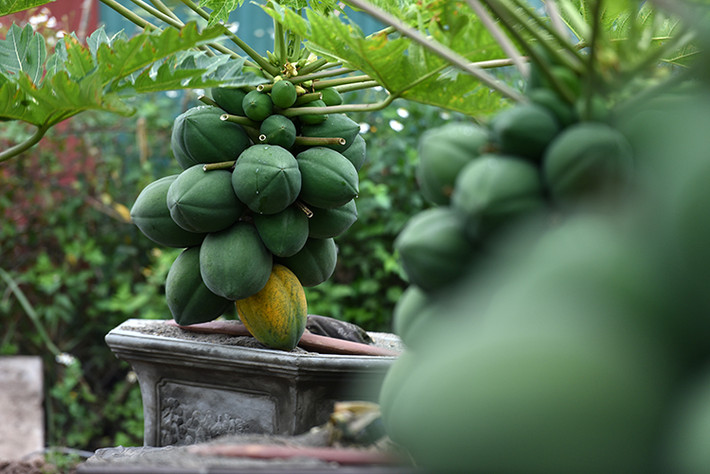 Những chậu đu đủ bonsai tung ra thị trường phải đáp ứng đầy đủ các tiêu chí như: thế cây đẹp, hoa nở đủ, quả to và đều. Ảnh: Baotintuc