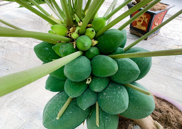 Để có được những chậu cây đu đủ bonsai phục vụ thị trường Tết, nhà vườn phải chăm sóc tỉ mỉ từ việc chọn đất trồng, rồi đến lựa chọn cây giống để đu đủ bonsai phát triển tốt. Ảnh: Người đưa tin