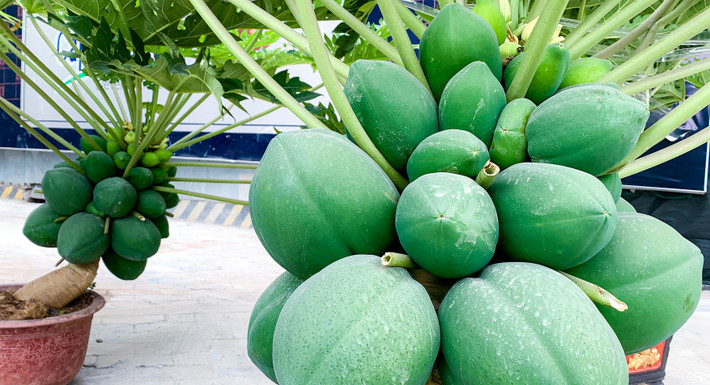 Những chậu đu đủ chi chít quả trông thích mắt. Ảnh: Người đưa tin