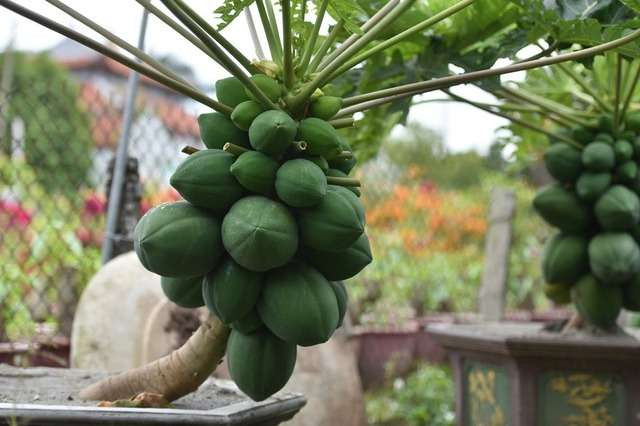 Những chậu bonsai đu đủ tán rộng, hoa nở, trĩu quả được chào giá từ vài triệu tới vài chục triệu đồng, tuỳ thuộc vào dáng và thế của cây. Ảnh: Facebook