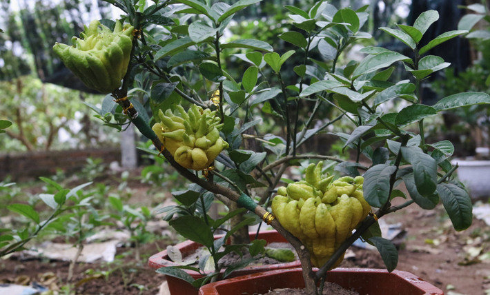 Phật thủ cũng được nhà vườn cấy ghép quả thành những cây bonsai vô cùng đẹp mắt, giá cả "bạc triệu". Ảnh: Congluan