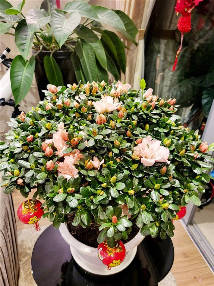 Một góc khác trong căn hộ của vợ chồng Mạnh Trường.