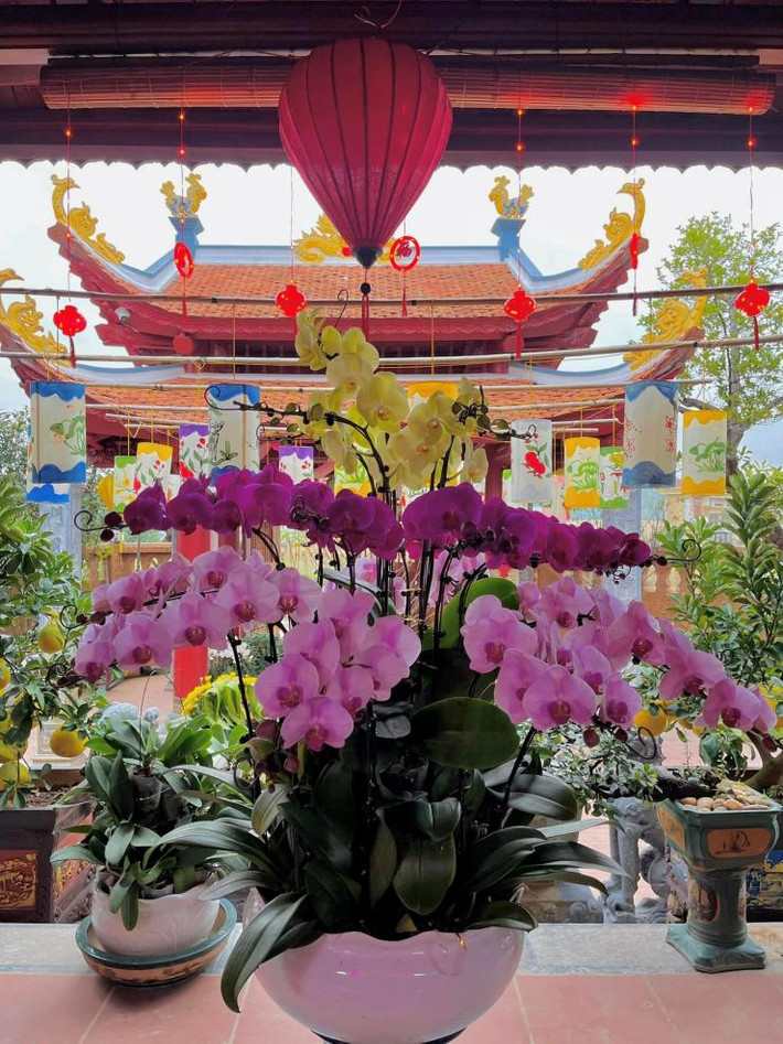 Chuẩn bị đón Tết Nguyên đán, danh hài Vượng Râu trang hoàng cho căn Việt Phủ ở Nam Định ngập sắc hoa.