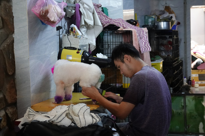 Nhu cầu làm đẹp cho thú cưng ngày Tết tăng cao mở ra cơ hội thu nhập tiền triệu mỗi ngày cho các spa. Ảnh: Lao động
