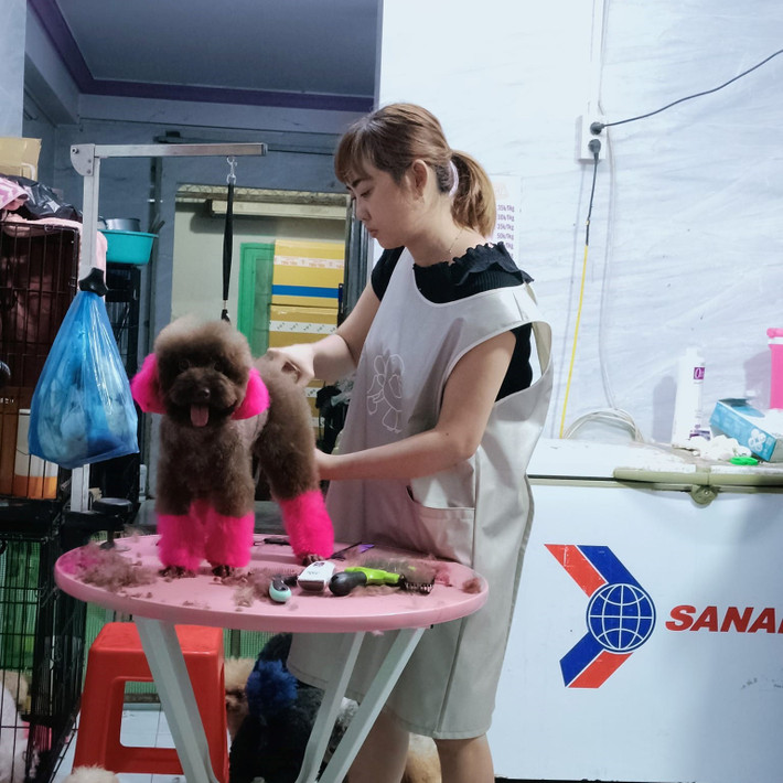 Mùa cao điểm làm đẹp cho thú cưng thường bắt đầu từ Tết dương lịch cho đến những ngày giáp Tết Nguyên đán. Thời điểm này, lượng khách tăng gấp 2 - 3. Ảnh: Lao động