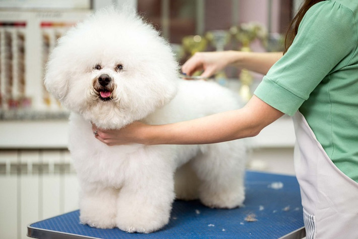 Theo tiết lộ, nhiều người sẵn sàng chi hàng chục triệu để để chăm sóc thú cưng. Những khoản phí đó bao gồm chi phí tẩy giun, trị rận; spa tắm; khám sức khỏe định kỳ... Ảnh: MyPet