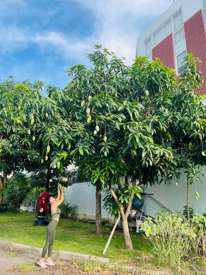 Đủ các loại cây do đích thân ông xã Ốc Thanh Vân vun trồng như xoài, khế, mít...