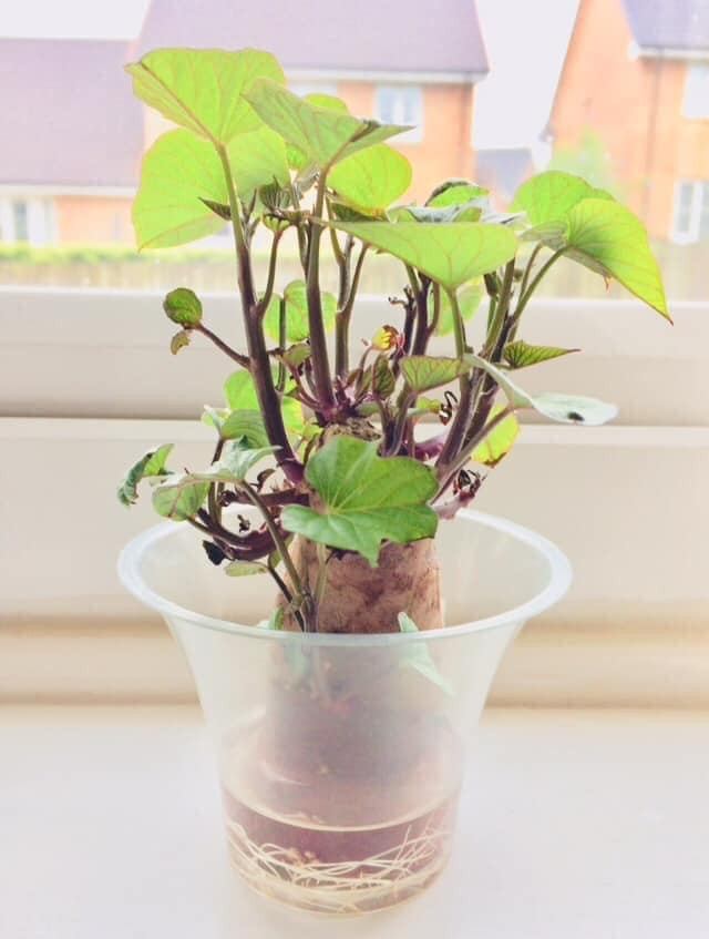 Bonsai khoai lang đơn giản nhưng khá đẹp mắt.