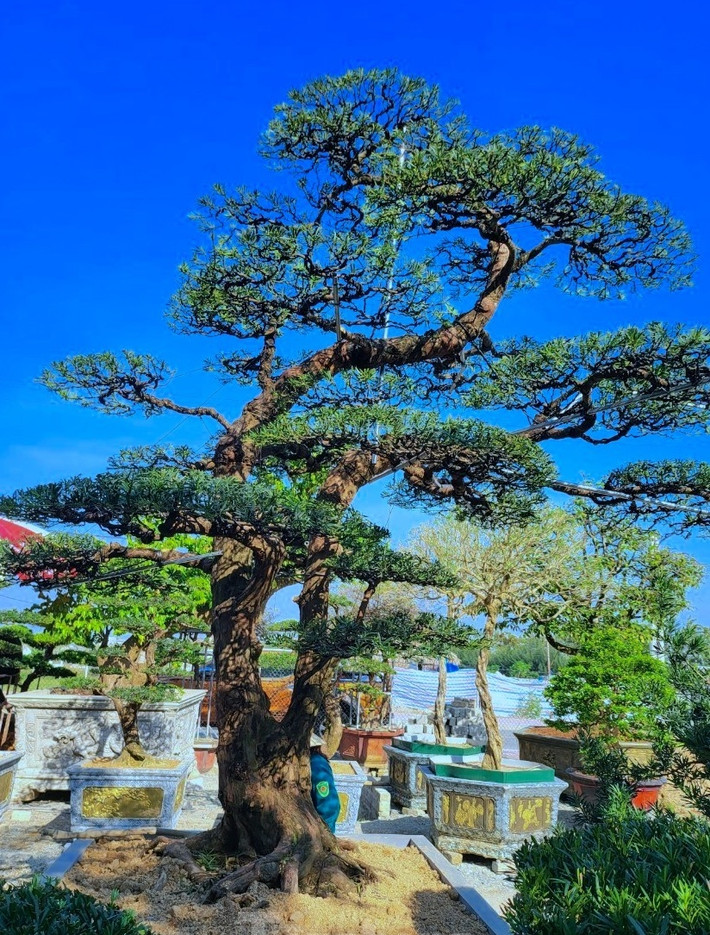 Đáng chú ý nhất là gốc tùng la hán dáng trực huyền, tuổi đời 70 năm có giá gần 400 triệu đồng. Ảnh: Tiền phong