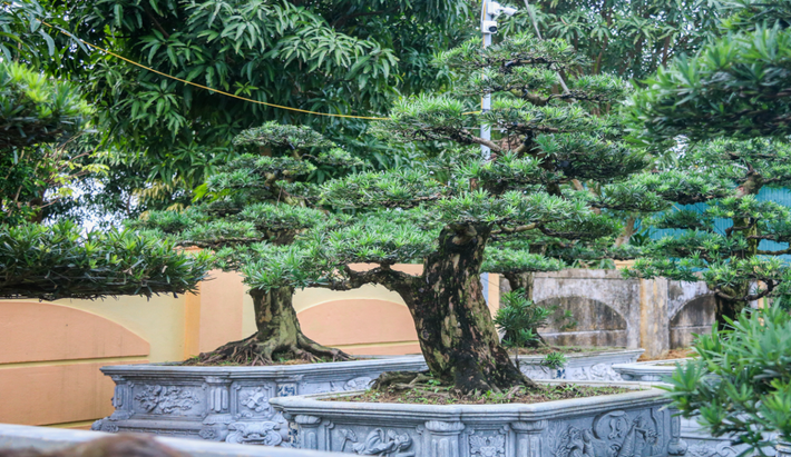 Trước đây, tùng la hán là loại cây quý hiếm, chỉ xuất hiện trong không gian cung điện của các bậc vua chúa, các gia đình quý tộc giàu có. Ảnh: VTCNews