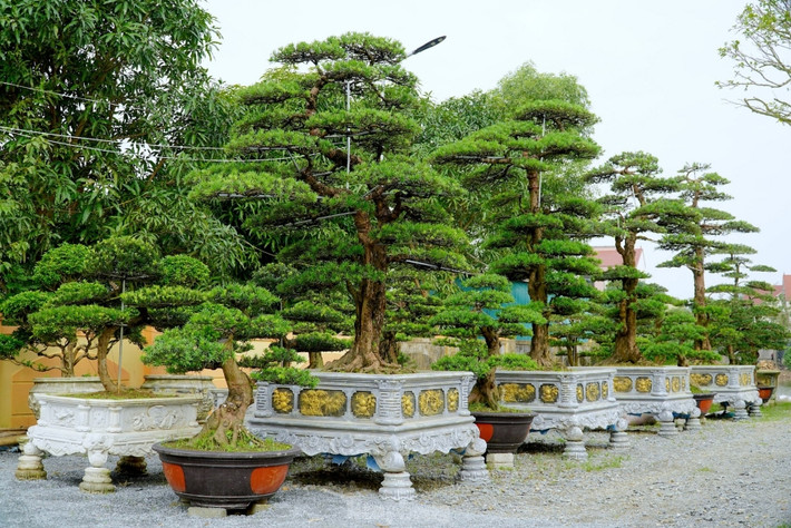 Tùng la hán còn được gọi là vạn niên tùng, là một loại cây thân gỗ lâu năm có tuổi thọ cao, lên đến vài trăm năm. Ảnh: Tiền phong